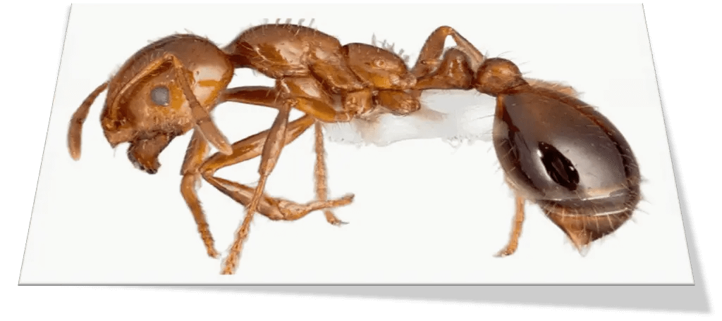 Red-Imported-Fire-Ants-in-Sevierville-tn