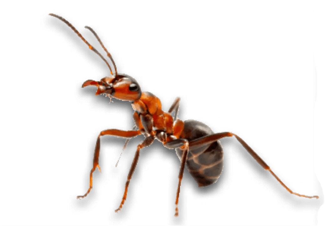 Ant Infestations in Sevierville, Tennessee
