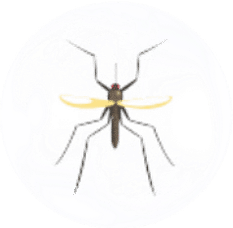 Mosquito Pest Control for Sevierville TN and Surrounding Areas
