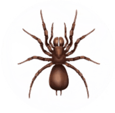 Spider Pest Control for Sevierville TN and Surrounding Areas