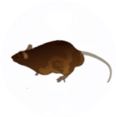 Rodent Pest Control for Sevierville TN and Surrounding Areas