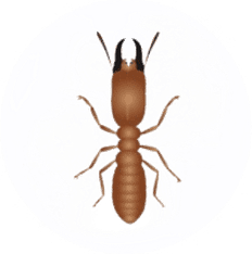Termite Pest Control for Sevierville TN and Surrounding Areas