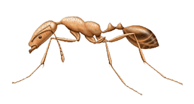 Pharaoh Ant Pest Control in Sevierville and Eastern TN