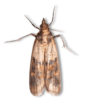 Indian Meal Moth - Common Pantry Pests in Sevierville, TN
