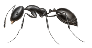 Little Black Ant Pest Control in Sevierville and Eastern TN