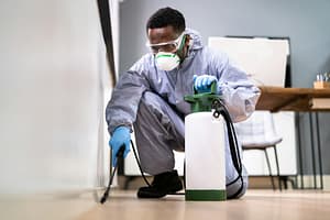 pest inspection