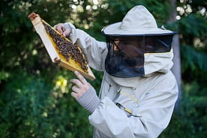 wasp problems