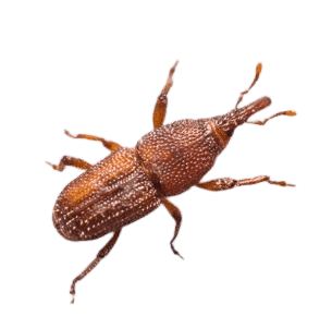 Rice Weevil - - Common Pantry Pests in Sevierville, TN