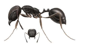 Common Ants in Sevierville and Eastern Tennessee