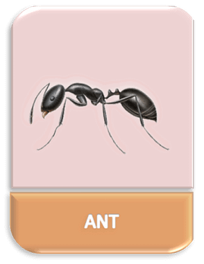 Ant