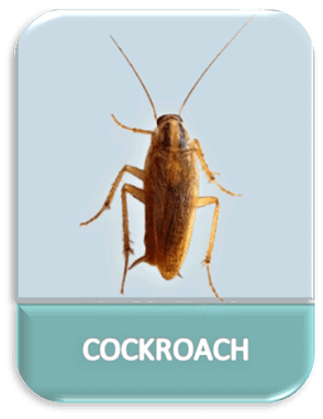 Cockroach