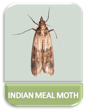Indian Meal Moth