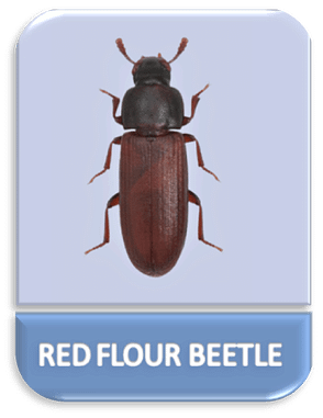 The Red Flour Beetle