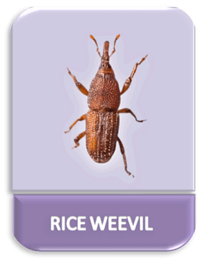 The Rice Weevil