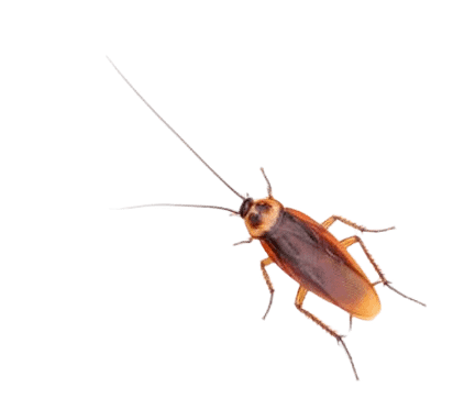 Pantry Invasive Cockroaches in Sevierville, TN