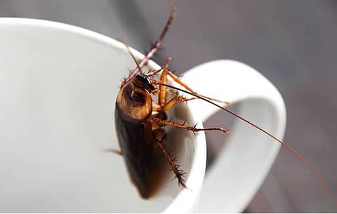 Roaches in Sevierville, TN