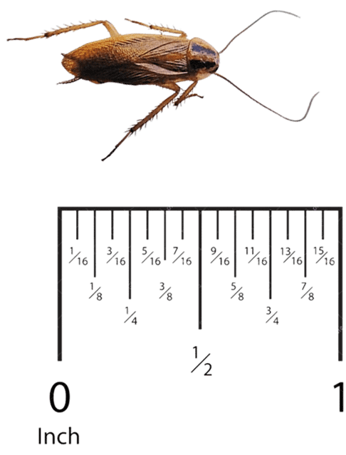 German Cockroach Pest Control in Sevierville and Eastern TN