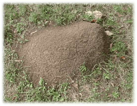 Imported-Fire-Ant-Mound-in-Sevierville-Tennessee