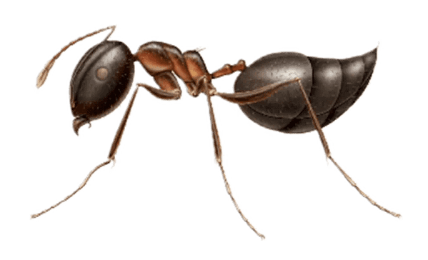 Common Ants in Sevierville and Eastern Tennessee