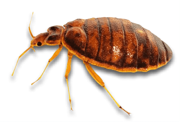 Bed Bug Infestations in Sevierville, TN