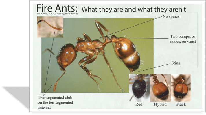 Variations-of-Imported-Fire-Ant-Species