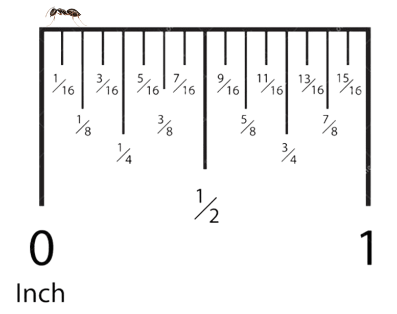 Odorous-House-Ant_Actual-Size