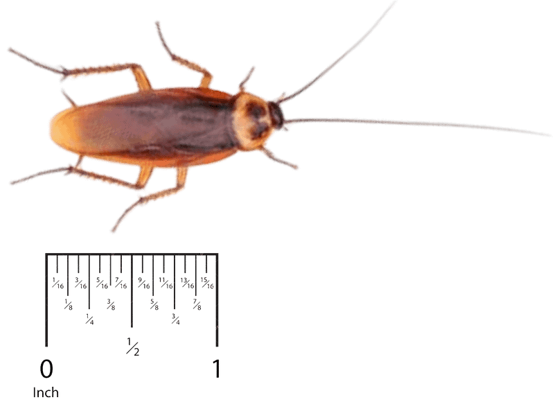 American Cockroach Pest Control in Sevierville and Eastern TN
