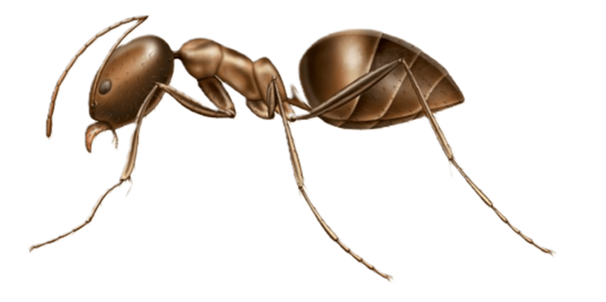 Pantry Invasive Ant and Common Ants in Sevierville and Eastern Tennessee