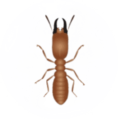 Termite Pest Control for Sevierville TN and Surrounding Areas