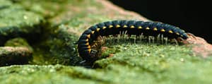 Why are Millipedes Invading My Property?
