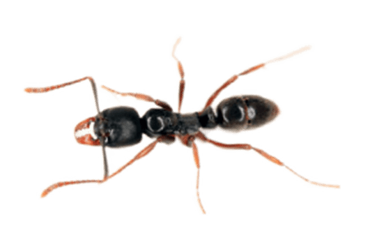 Common Ants in Sevierville and Eastern Tennessee