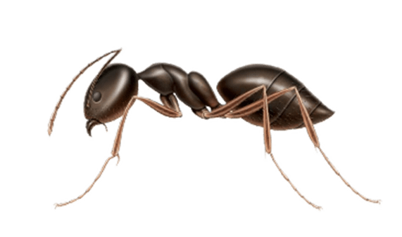 Common Ants in Sevierville and Eastern Tennessee