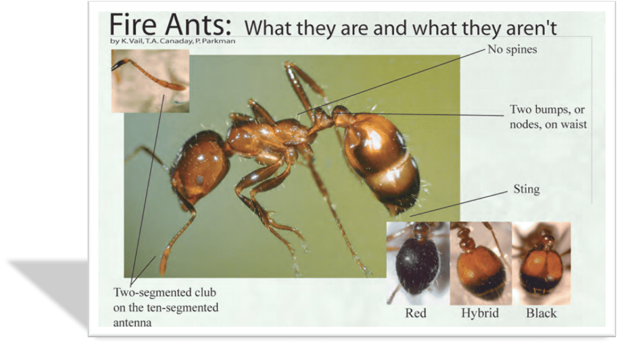 Fire Ant Pest Control in Sevierville, Tennessee All About Bugs TN