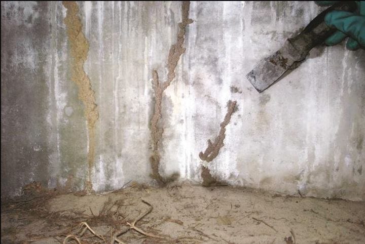 Subterranean Termites in Sevierville, TN